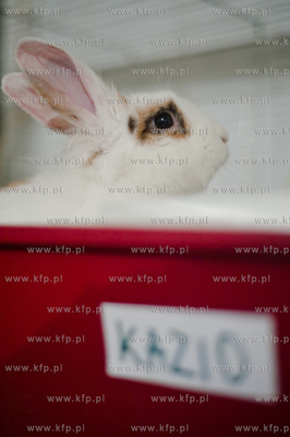 Sopockie Uszakowo - Centrum Adopcyjne Krolikow.
29.03.2013
fot....