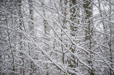 Sniezny zimowy dzien nad jeziorem Otominskim.
21.01.2016
fot....
