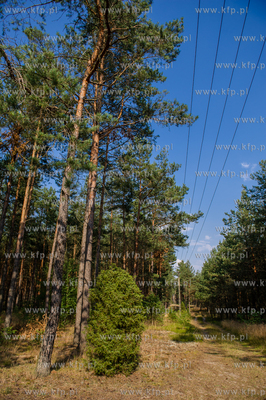Powiat Koscierski. Sciezka lesna.
04.08.2015
fot....