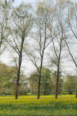 Kwitnacy rzepak w okolicy Przejazdowa k/Gdanska
04.04.2008
Fot....