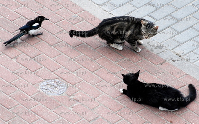 Pojedynek dwoch kotow, ktoremu sedziuje sroka
11.06.2008
fot....