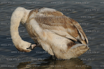 Wiosenna toaleta labedzi w popoludniowym sloncu na...