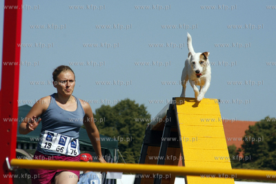 Sopocka Wystawa Psow Rasowych. W trakcie wystawy odbywaly...