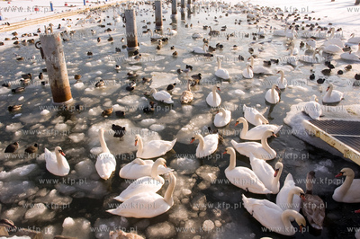 W związku z silnymi mrozami władze Gdyni zwróciły...