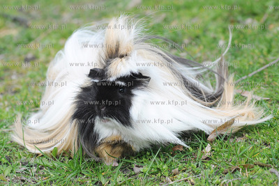 Wiosna w pelni. Na spacer do Parku Rady Europy wyszla...