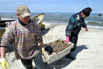 Rybacy w Krynicy Morskiej wyladowuja skrzynki z rybami...