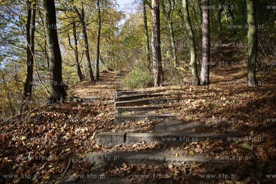 Akcja sprzątania Lasów Oliwskich w rejonie wzgórza...