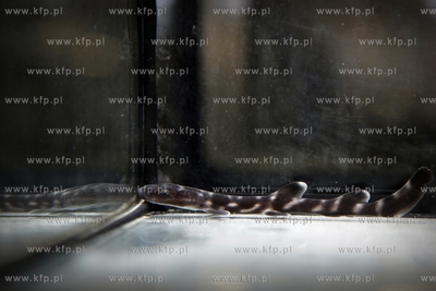 Akwarium Gdynskie. Mlody rekin.
14.05.2013
fot. Krzysztof...