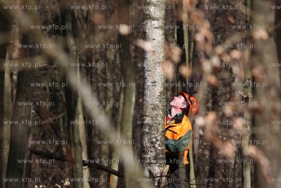 Scinka drzew w Trójmiejskim Parku Krajobrazowymw w...