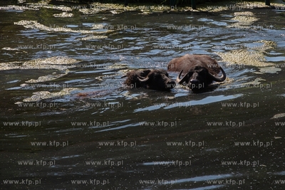 Gdańsk. Zoo w Oliwie. Upał w Zoo. Nz. Bawoły chłodzą...