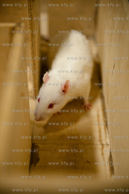 Uniwersytet Gdanski. Wydzial Biologii. Dzien Mozgu...