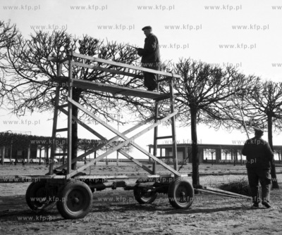 Przycinanie drzew w okolicach sopockiego mola. 1960...