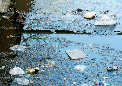 Dzika kaczka wsrod smieci w kanale Radunii w centrum...