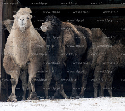Zima w Miejskim Ogrodzie zoologicznym Wybrzeza w Gdansku...