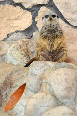 Zima w Miejskim Ogrodzie zoologicznym Wybrzeza w Gdansku...