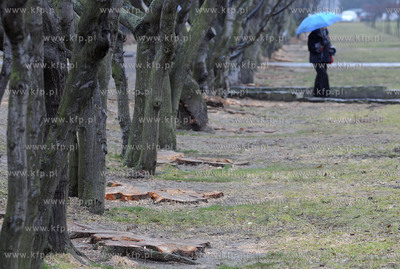 Pierwszy dzien kalendarzowej wiosny w Gdyni. Nz. Pniaki...