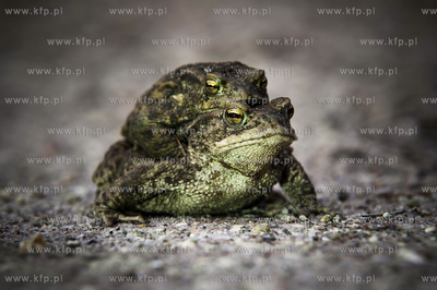 Ropucha szara, ropucha zwyczajna (Bufo bufo), gatunek...