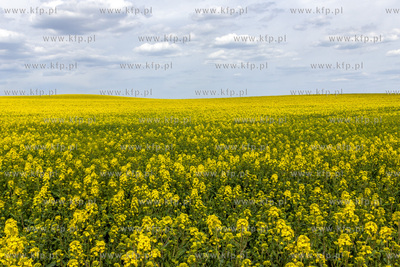 Pola rzepaku w okolicy Jagatowa w Gminie Pruszcz Gdański
27.04.2020
fot....
