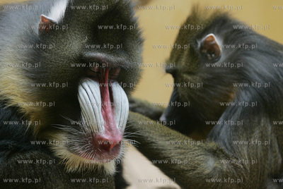 Walentynkowy nastroj udzielil sie niektorym mieszkancom...