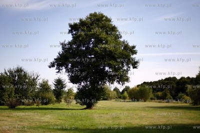 Gdansk. Miejski park w pasie nadmorskim.
09.09.2009
fot....