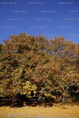 Sopot. Las w okolicach Opery Lesnej.
14.10.2013
fot....