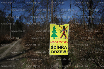 Scinka drzew w Trójmiejskim Parku Krajobrazowymw w...