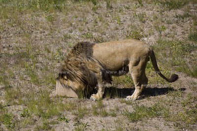 Lwie atrakcje na wakacje ! Konferencja prasowa w oliwskim...