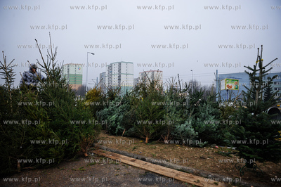 Gdansk. Sprzedaz choinek na osiedlu Chelm. 
23.12.2011
fot....