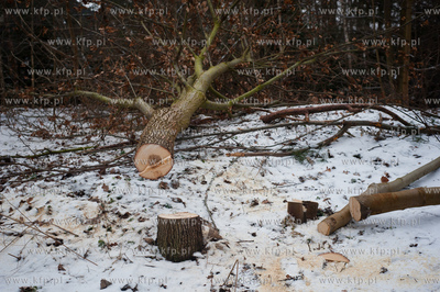 Gdansk. Oliwa. Wycinka drzew pod budowe Pomorskiej...