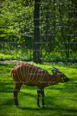 Gdansk. Oliwskie zoo.
Nz Antylopa Bongo
14.05.2013
fot....