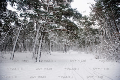 Ggansk. Gorki Zachodnie. Osniezony zimowy krajobraz...