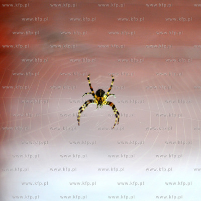 Pajak z rodziny krzyzakowatych Araneidae, charakteryzujacy...