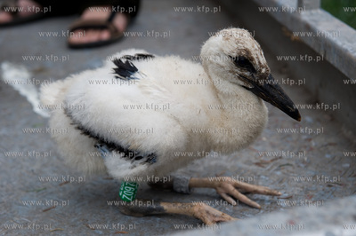 Jak co roku pracownicy Grupy ENERGA wraz z ornitologami...
