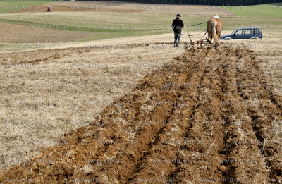 Wiosenne prace rolne przy uzyciu konia w Sulminie na...