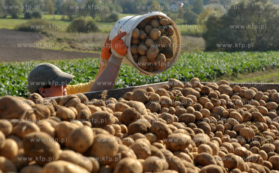 Wykopki ziemniakow na polu Bogdana Waldera we wsi Sulmin...