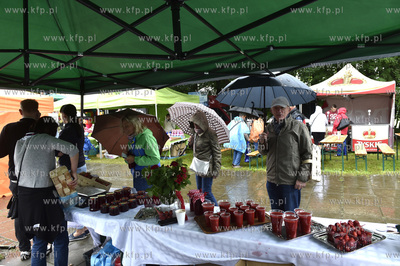 Truskawkobranie na Złotej Górze na Kaszubach. Truskawi,...