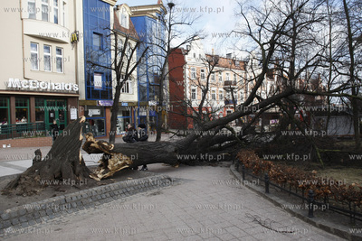 Sopot. Wichura. Nz powalone drzewo na ul. Monte Cassino....