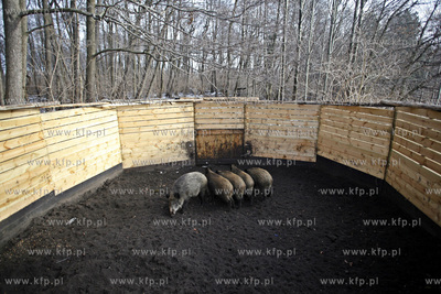 Gdansk. Odlownia dzikow w Parku Reagana.
27.02.2013
fot.Krzysztof...