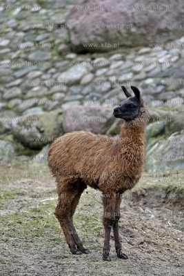 Gdansk. Oliwskie zoo. Nz lama.
14.04.2013
fot. Krzysztof...