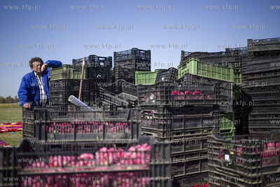 Mokry Dwór koło Pruszcza Gd.  Przygotowania do Żuławskiego...