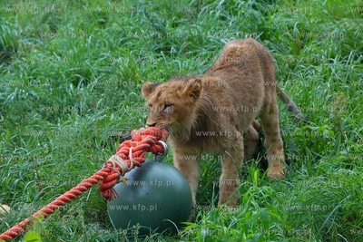 Międzynarodowy Dzień Lwa w gdańskim ZOO. 10.08.2018...
