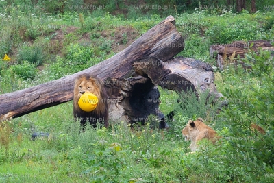 Międzynarodowy Dzień Lwa w gdańskim ZOO. 10.08.2018...