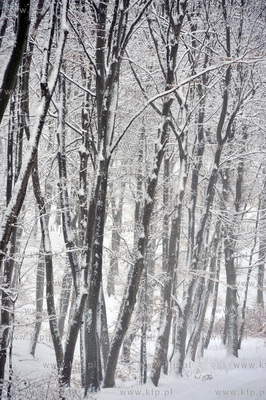 Trojmiejski Park Krajobrazowy zima 27.01.2010fot....