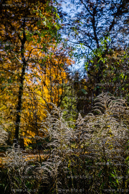 Gdansk. Jesienne, sloneczne przedpoludnie w Parku Orunskim.
27.10.2015
fot....