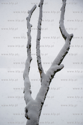 Sniezny zimowy dzien nad jeziorem Otominskim.
21.01.2016
fot....