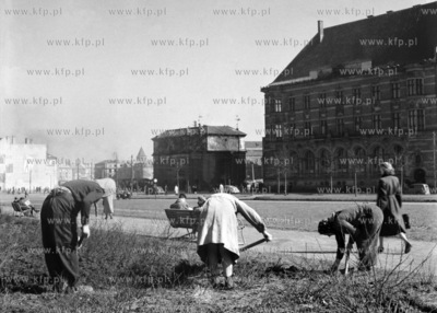 Prace pielęgnacyjne na skwerze przy ulicy Okopowej...