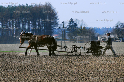 Wiczlino k/Gdyni. Edmund Meieronke obsiewa pole siewnikiem...