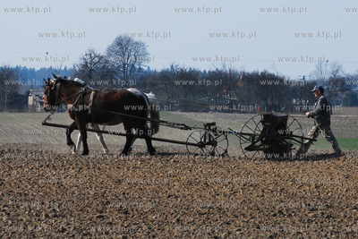 Wiczlino k/Gdyni. Edmund Meieronke obsiewa pole siewnikiem...