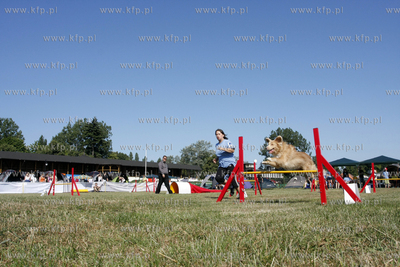 Sopocka Wystawa Psow Rasowych. W trakcie wystawy odbywaly...