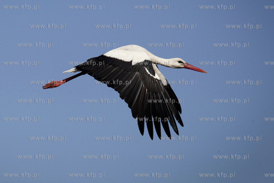 Tykocin nad Narwia. Pod koniec kwietnia zaczynaja sie...